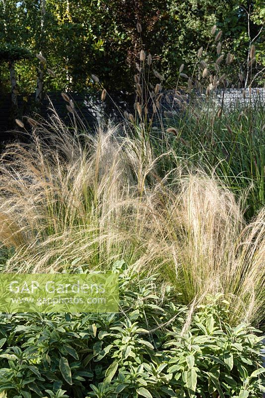 Pennisetum thunbergii 'red buttons', Salvia officinalis 'kew gold' and Stipa tenuissima