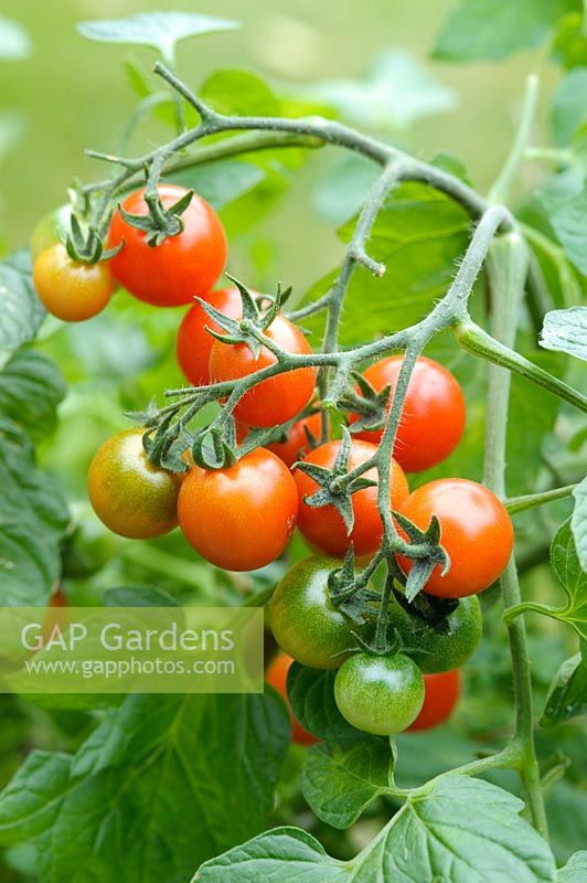 Tomato 'Losetto'