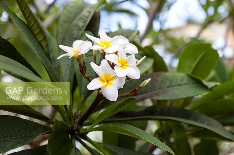 Plumeria rubra