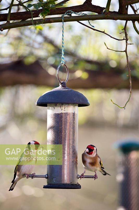 Goldfinch on Nigella seed feeder