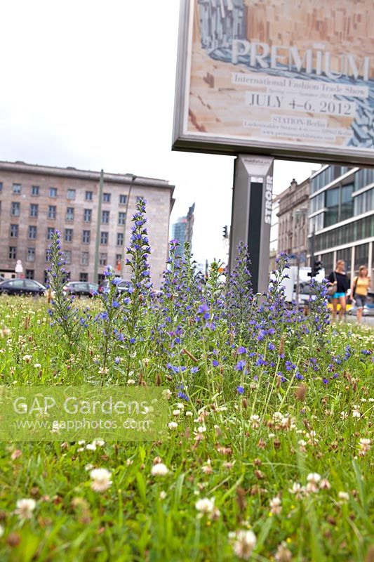 Echium vulgare - Viper's bugloss in inner city