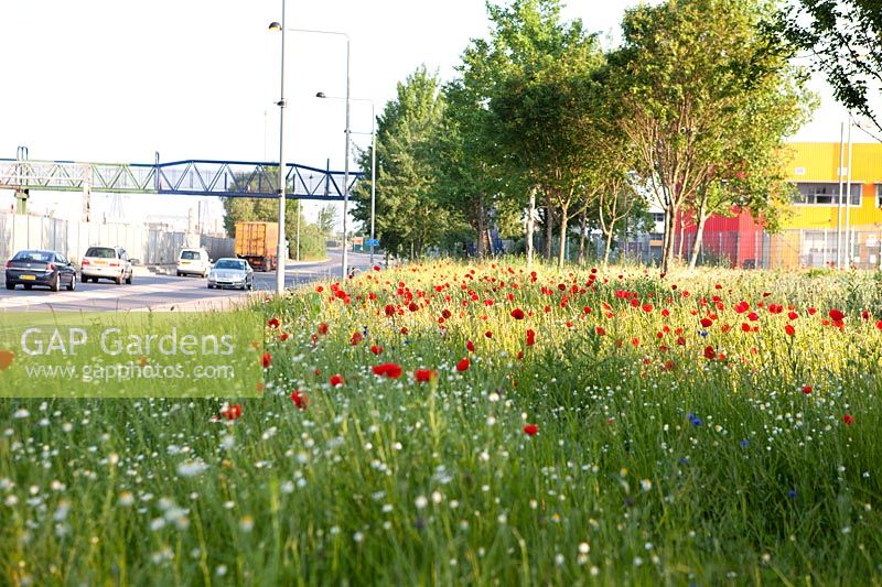 Wildflower planting on roadside in East London