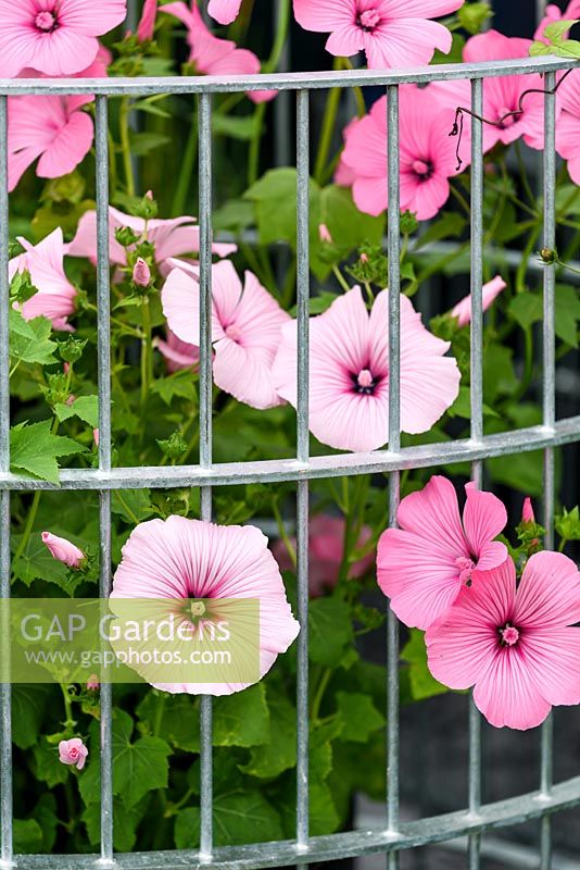 Lavatera 'Beauty Mix'