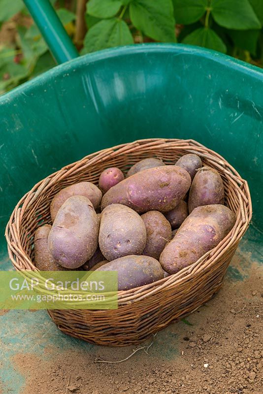 Potato 'Sarpo Blue Danube'