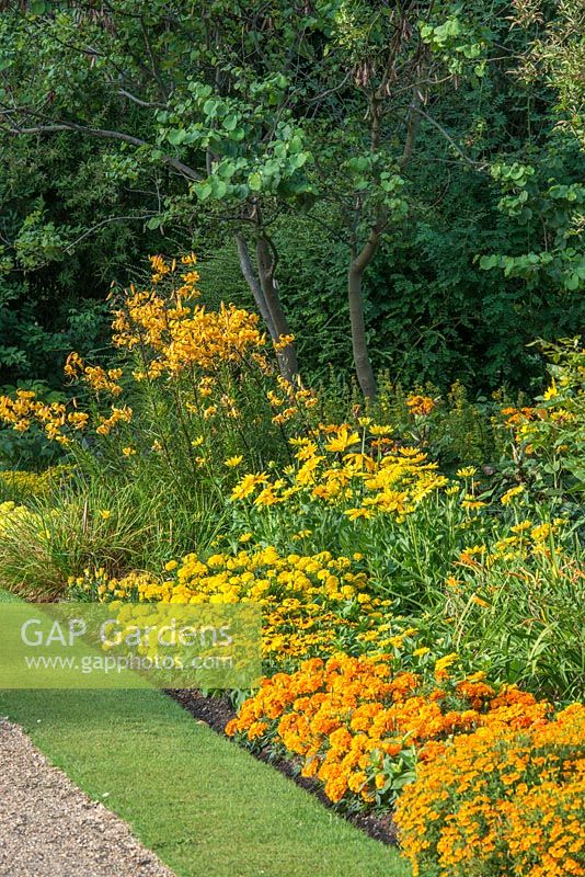 Orange and yellow themed border with rudbeckias, marigolds, tagetes, lilies day lilies and ligularia. The Fellows Garden, Clare College, Cambridge.