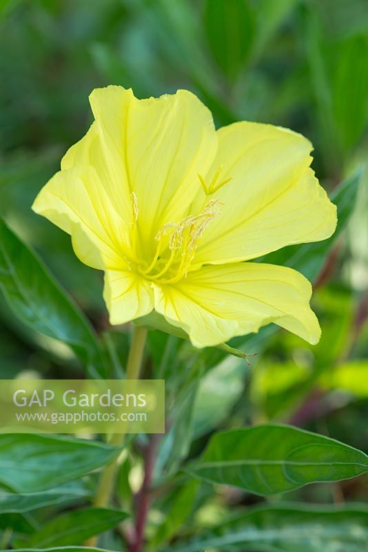 Oenothera biennis - common evening primrose