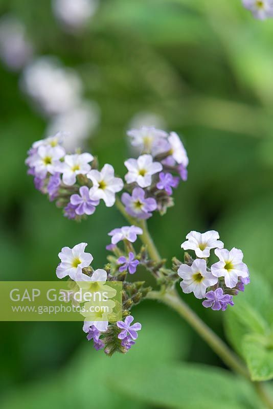 Heliotropium arborescens 'Chatsworth'