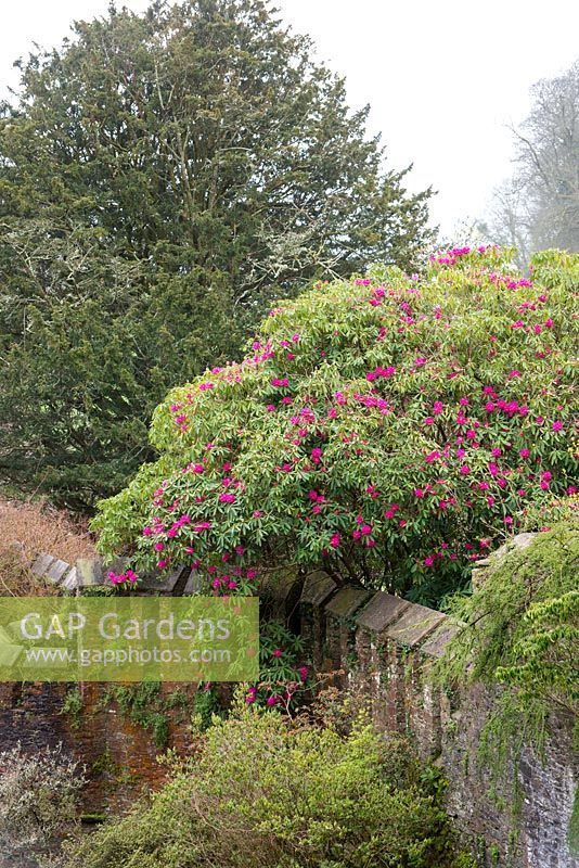 Rhododendron 'Cornish Red'