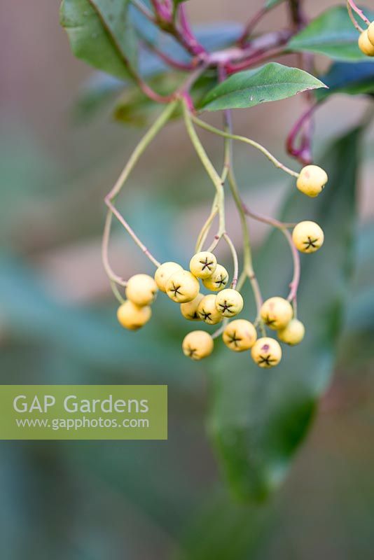 Berries of Photinia davidiana 'Fructu Luteo'