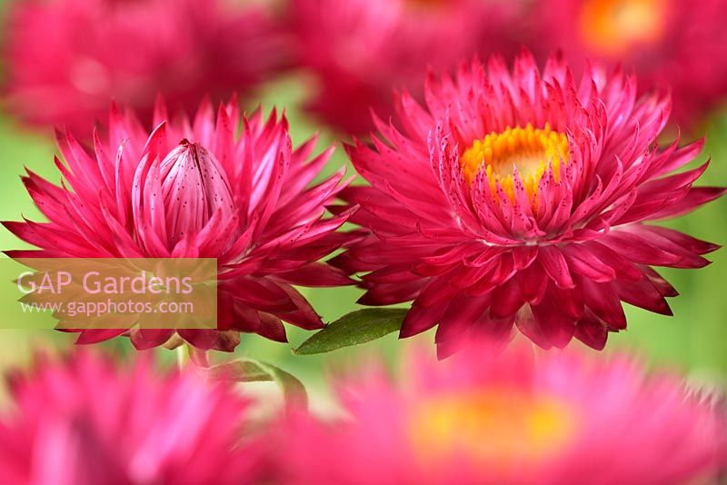 Helichrysum bracteatum  'Nevada Rose'  