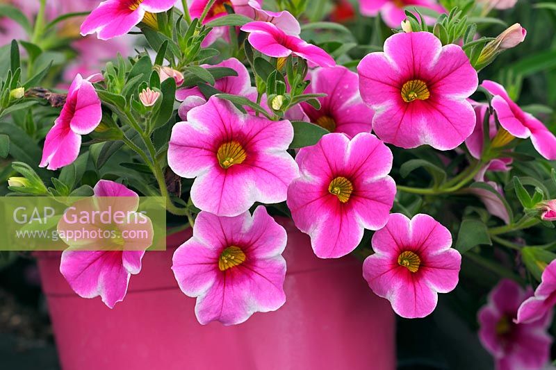 Petunia 'Piccola Pink' in pink painted pot