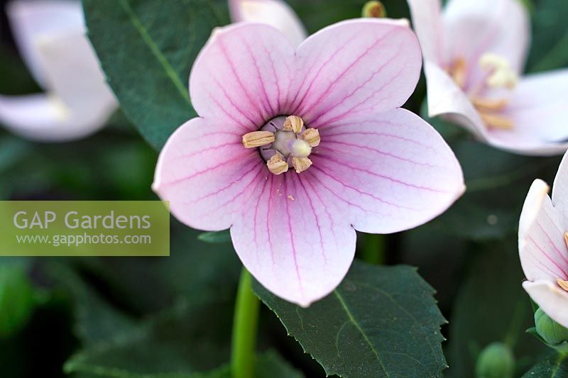 Platycodon 'Astra Pink' 