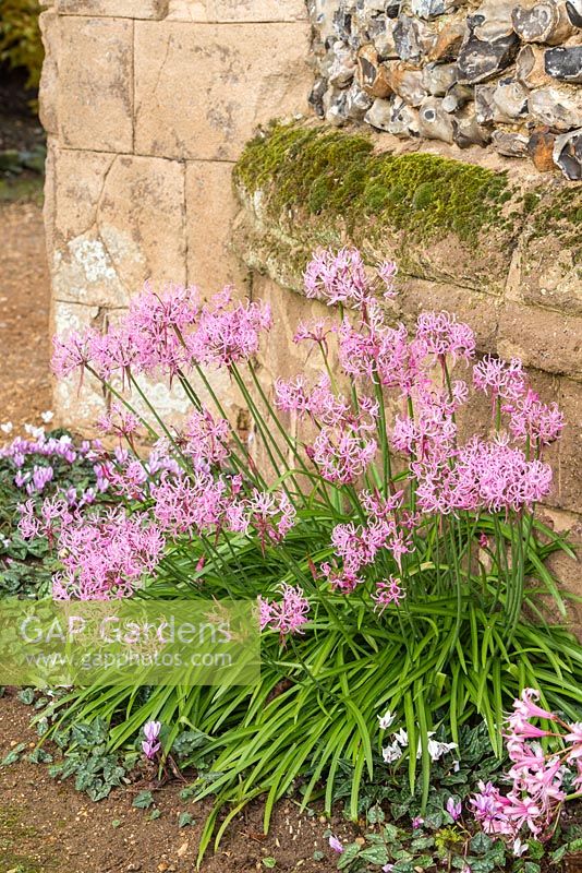 Nerine undulata flowering at base of sunny wall in autumn with Cyclamen hederifolium.