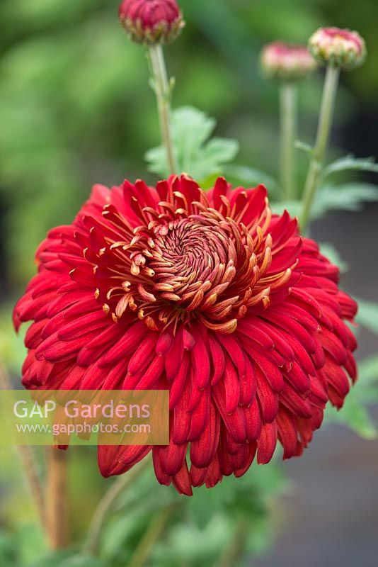 Chrysanthemum 'Jimmy Tranter'