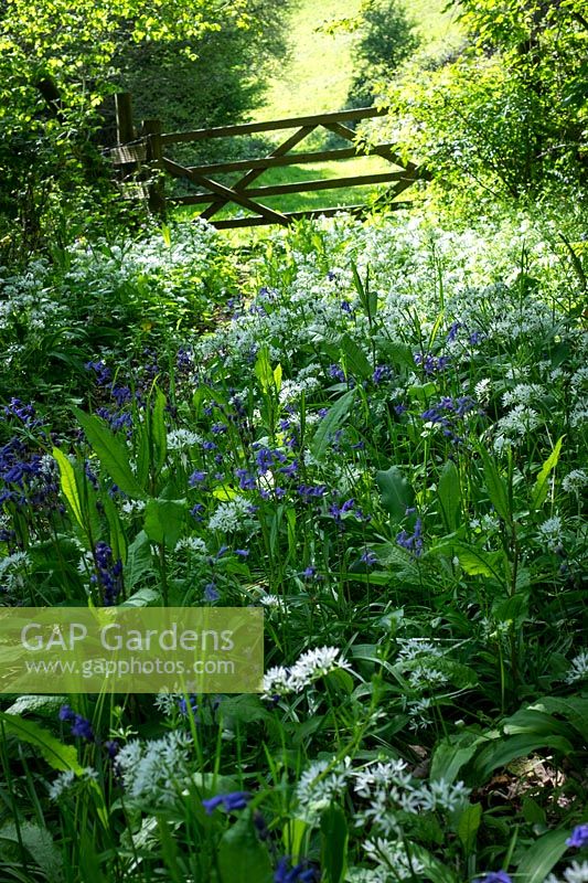 Overgrown country lane with early summer flowers, Allium ursinum- Wild garlic and Hyacinthoides non-scripta - Bluebells