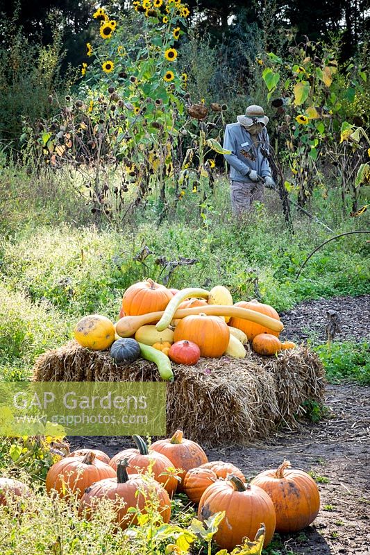 Cucurbita - Squash and pumpkins in autumnal vegetable garden with scarecrow 