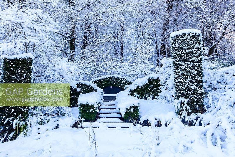 The Wild Garden. Columns of Yew - Taxus baccata. Hedges of Box - Buxus sempervirens surrounding seat. View to the wood behind. Garden in snow. Veddw House Garden, Monmouthshire, Wales, UK. The garden was created since 1987 by garden writer Anne Wareham and her husband, photographer Charles Hawes. The garden opens to regularly to the public in the summer months.