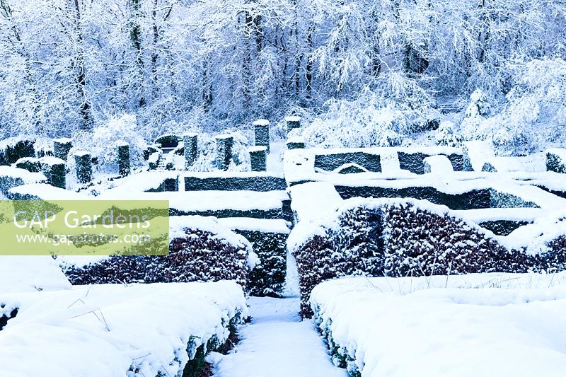 View over low hedges of Box - Buxus sempervirens and of Beech - Fagus sylvatica  to hedges of Yew - Taxus baccata and the wood. Garden in snow. Veddw House Garden, Monmouthshire, Wales, UK. The garden was created since 1987 by garden writer Anne Wareham and her husband, photographer Charles Hawes. The garden opens to regularly to the public in the summer months.