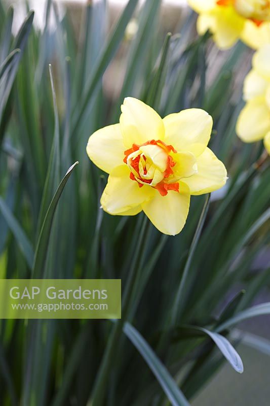 Narcissus Tahiti - Daffodil, March