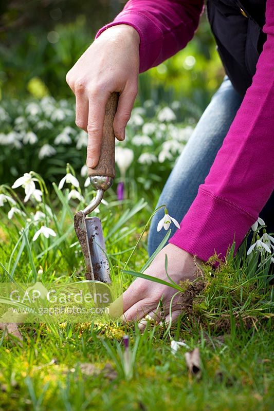 Dividing and re-planting Galanthus nivalis - Snowdrops, March