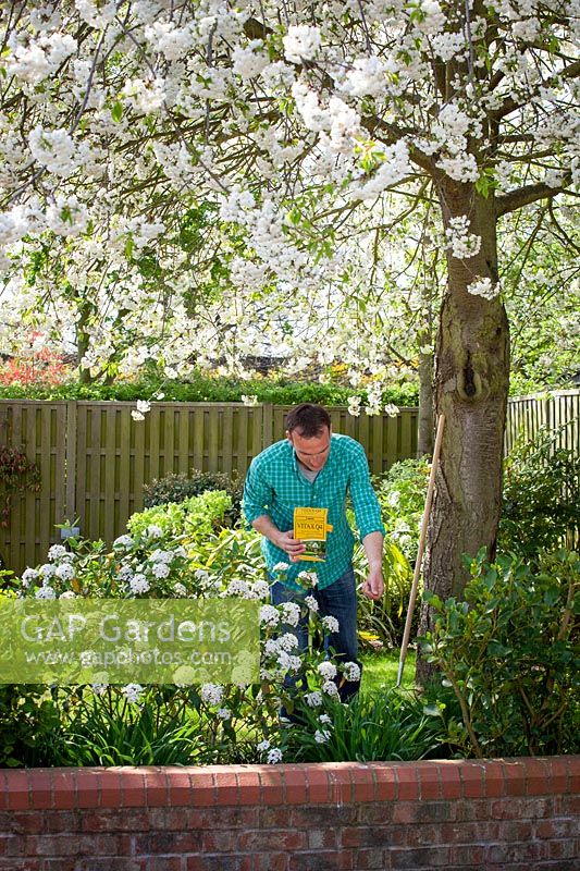 Feeding a Viburnum with granular fertiliser in spring, April