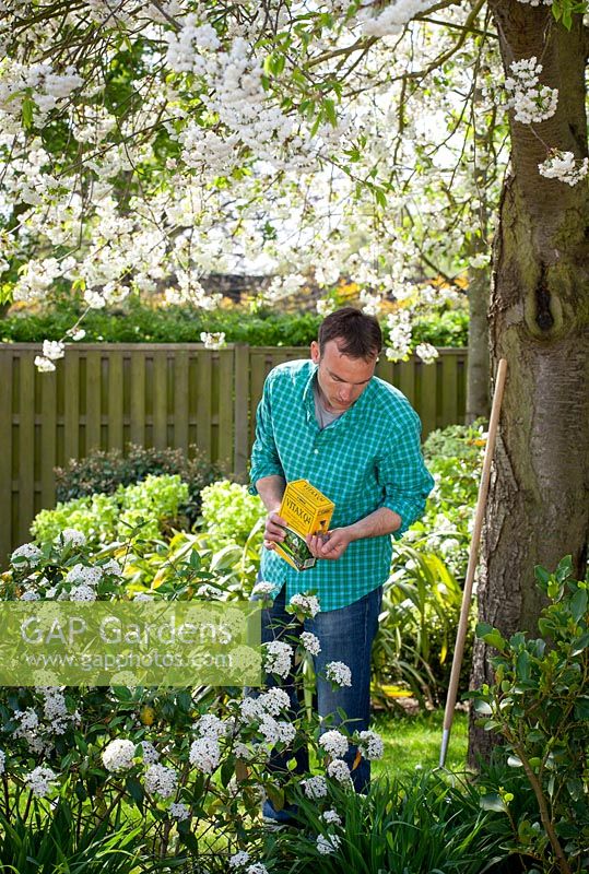 Feeding a Viburnum with granular fertiliser in spring, April