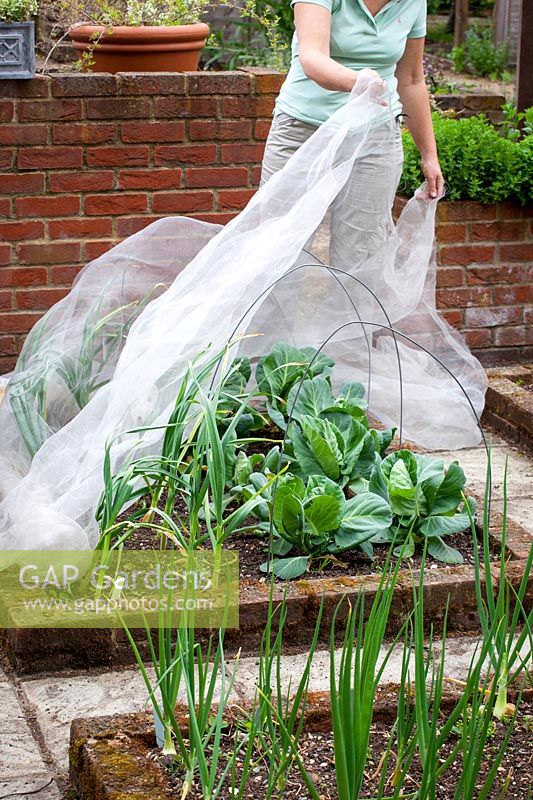 Protecting a vegetable bed of garlic and cabbages with netting, May
