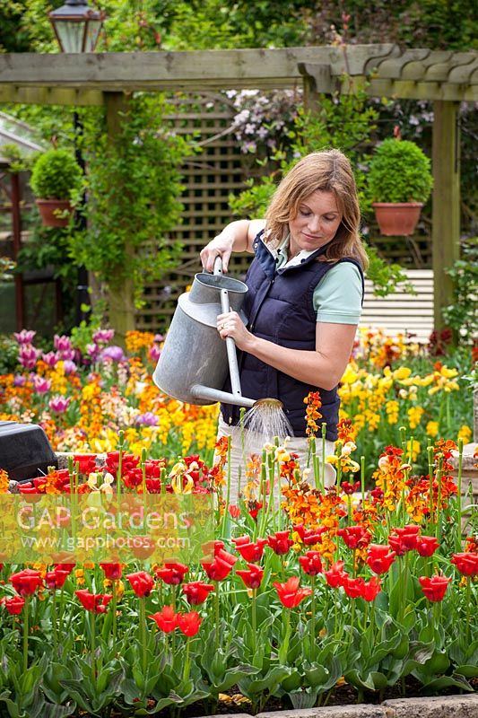 Feeding bulbs after flowering using liquid fertiliser mixed in watering can, May