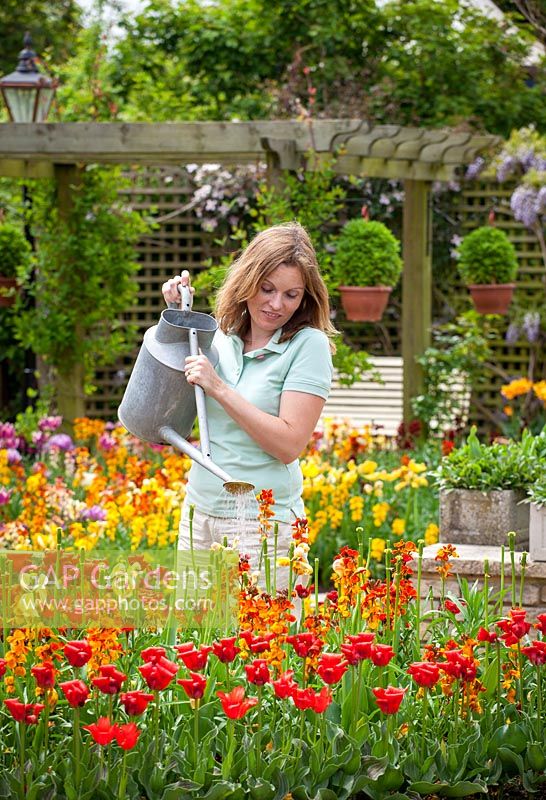 Feeding bulbs after flowering using liquid fertiliser mixed in watering can, May