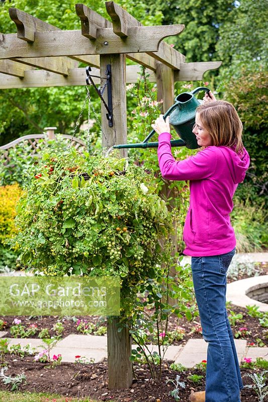 Feeding tomatoes in a hanging basket using liquid feed mixed in a watering can