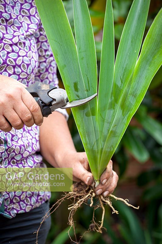 Lifting and dividing an iris in late summer - Trimming the leaves