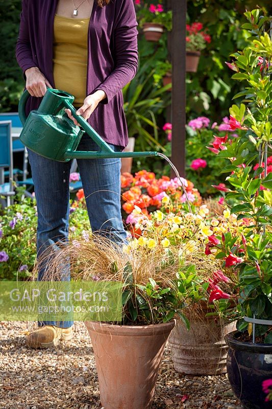 Watering biological control into patio containers, September