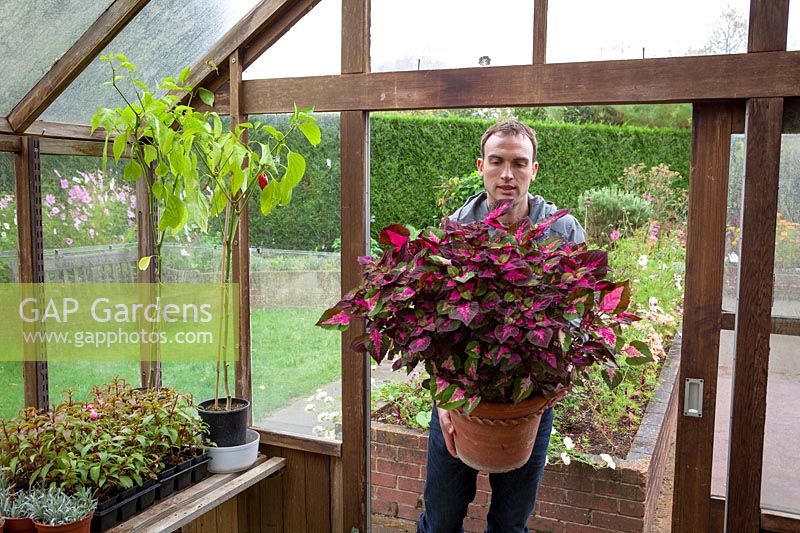 Moving tender Coleus or Solenostemon container plants into greenhouse to store through winter months, October 