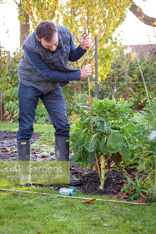 Staking Brassica oleracea - Brussel sprouts in vegetable garden with cane, November 