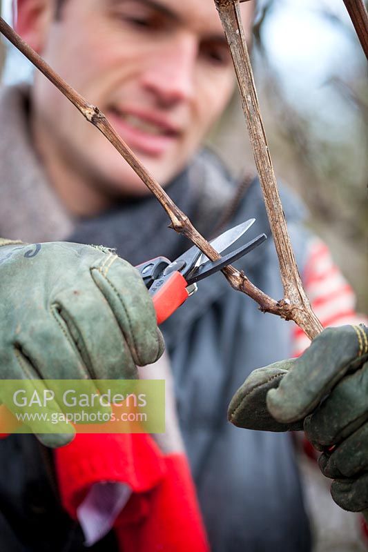 Pruning a grapevine in winter with secateurs. Vitis vinifera