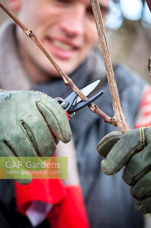 Pruning a grapevine in winter with secateurs. Vitis vinifera