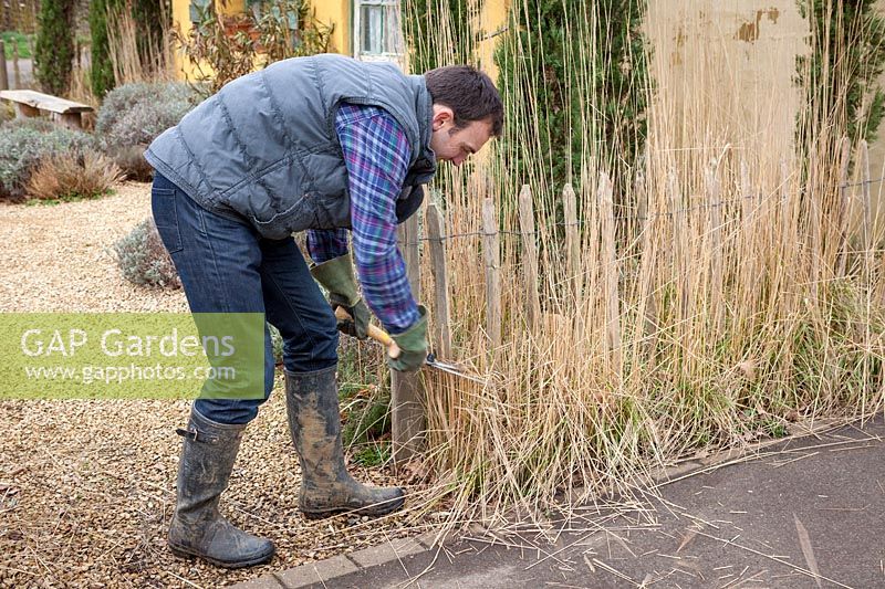 Cutting back ornamental grasses - Calamagrostis - with shears