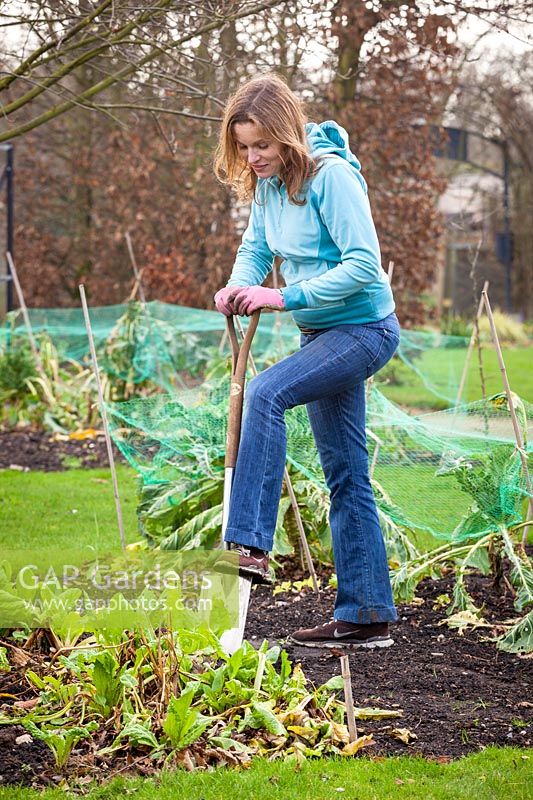 Winter digging in vegetable garden, February