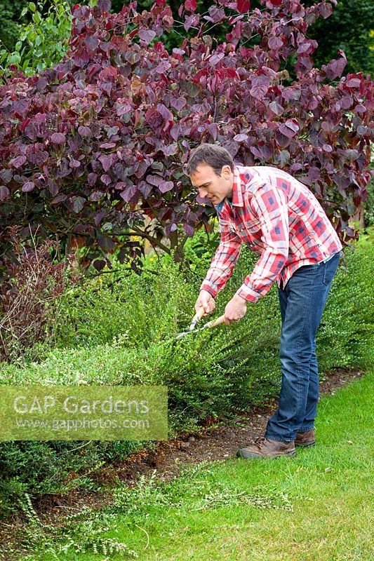 Clipping an evergreen hedge using hand shears. Lonicera nitida syn. Lonicera ligustrina var. yunnanensis - Wilson's honeysuckle.