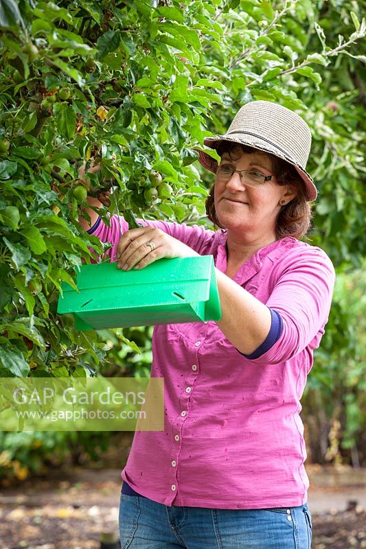Putting up a codling moth trap in an apple tree