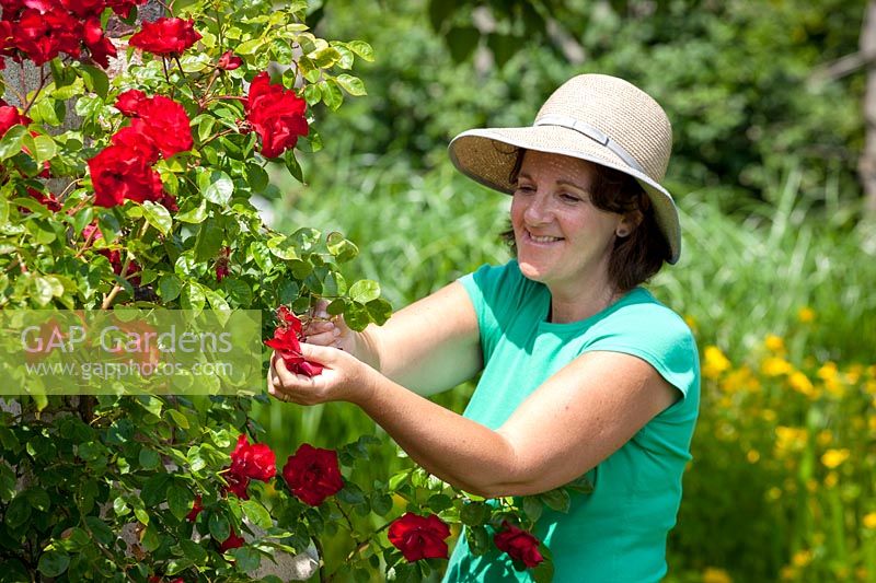 Deadheading a rose, June