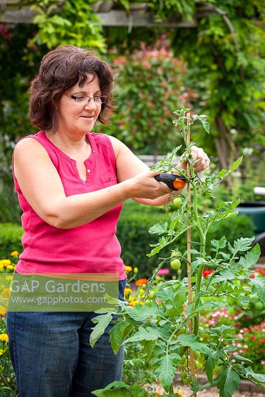 Stopping a pot grown tomato by removing the leading shoot to encourage better fruit formation, July