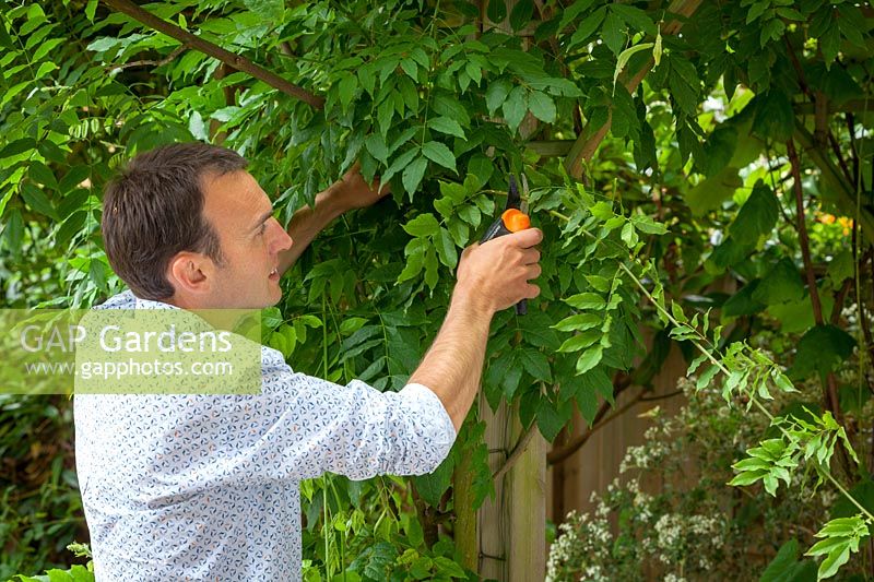 Summer pruning a Wisteria - removing long, green shoots after flowering to encourage formation of flower buds, July