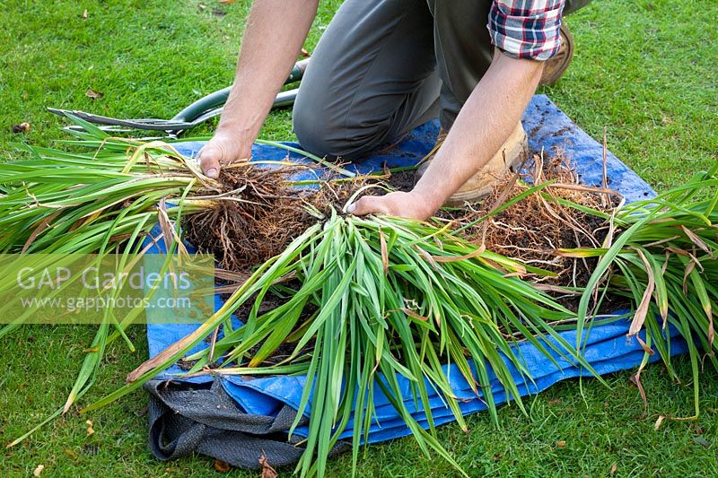 Dividing a Hemerocallis - Daylily using back to back fork method