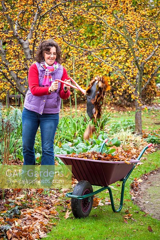 Clearing autumn leaves from a flower bed, November