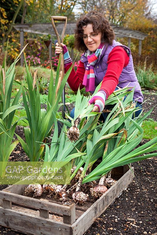 Lifting Gladiolus bulbs before storing in a box over winter months