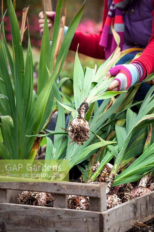 Lifting Gladiolus bulbs into box for winter storage, November