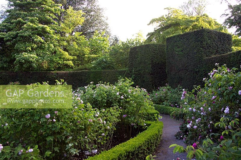 The Rose garden at Dyffryn gardens