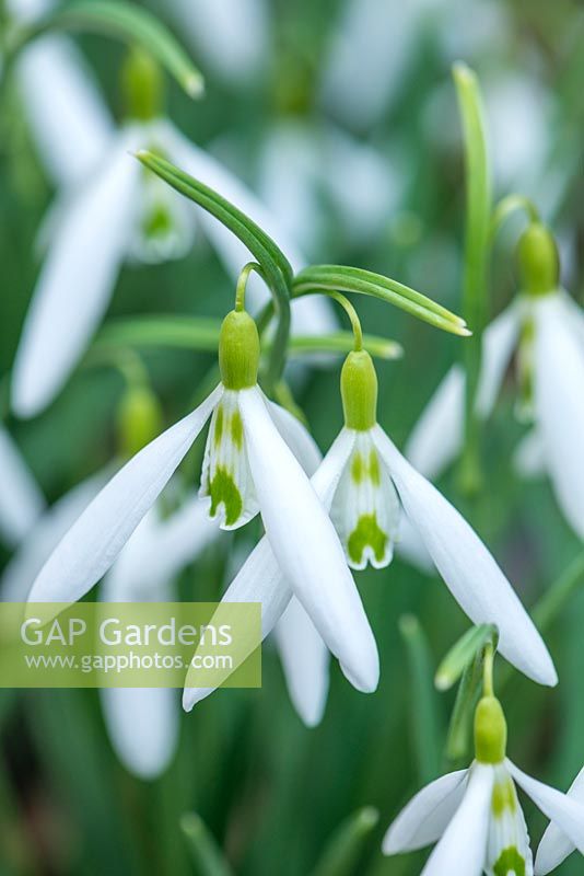 Galanthus 'Wasp'- Snowdrop, February