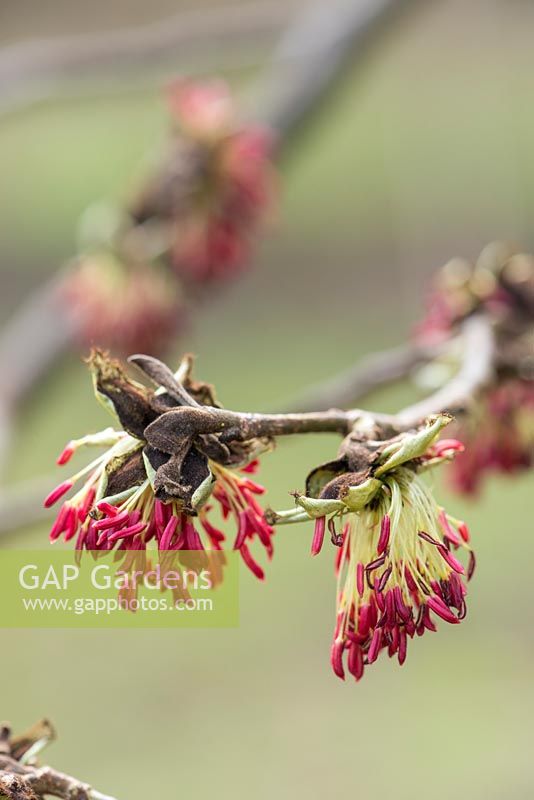 Parrotia persica - Persian ironwood, March